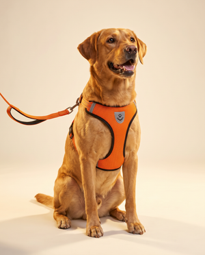 Cat Dog Pet Harness Adjustable Control Vest Dogs Reflective S M L XL