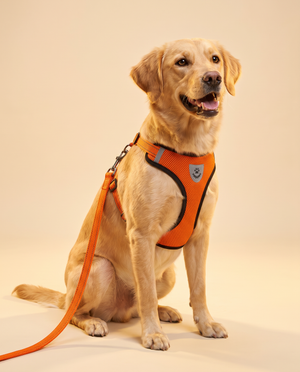 Cat Dog Pet Harness Adjustable Control Vest Dogs Reflective S M L XL